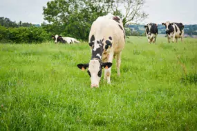 L’Adage 35 a évalué la durabilité de 73 fermes laitières adhérentes.