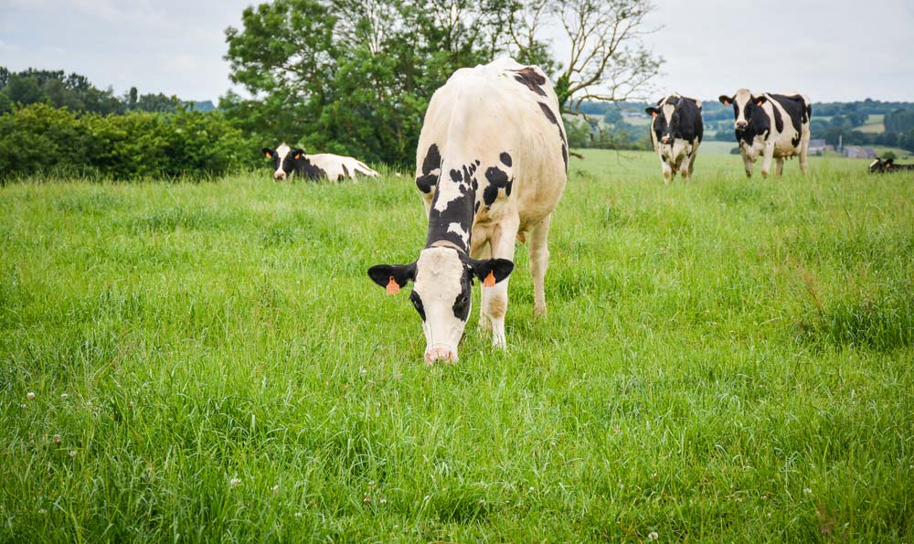 L’Adage 35 a évalué la durabilité de 73 fermes laitières adhérentes. - Illustration Les fermes herbagères plus durables