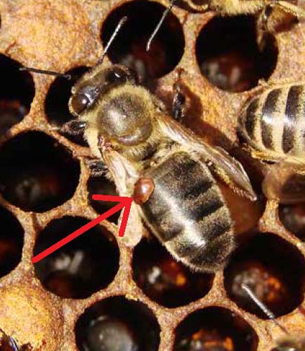 Effectuer une lutte contre le varroa, parasite des colonies d’abeille, est indispensable.