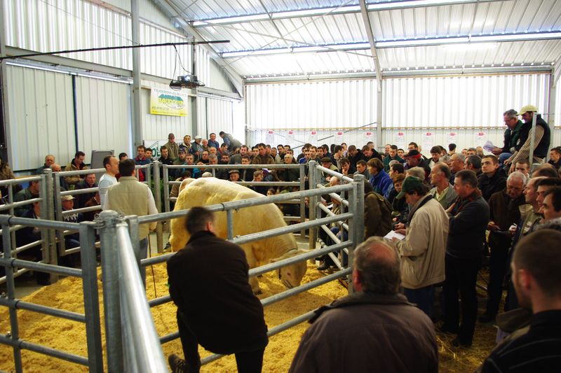 vente-charolais - Illustration Le Herd Book Charolais fait sa rentrée avec une seconde vente en ligne