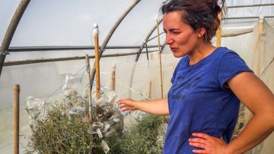 Photo of Agriculture biologique : “Il nous faut des semences pour fournir le marché”