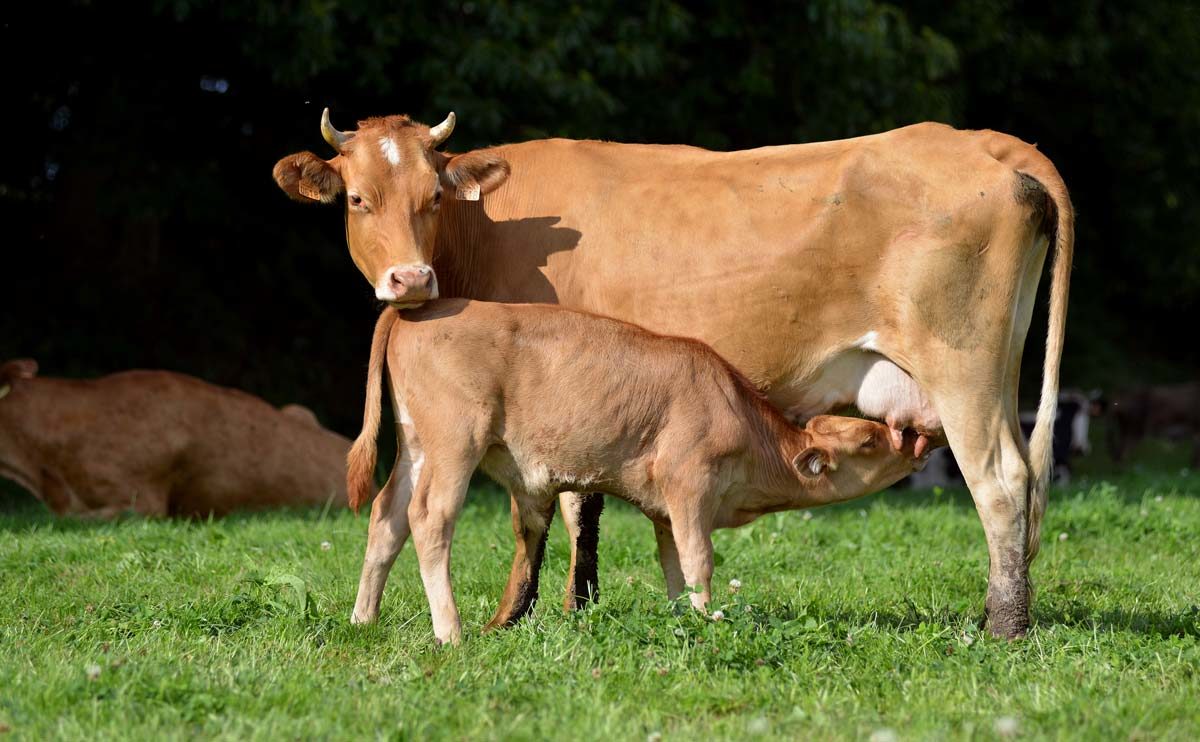 La Froment du Léon ne compte pas que pour du beurre Journal Paysan Breton La Froment du Léon ne compte pas que pour du beurre Journal Paysan Breton
