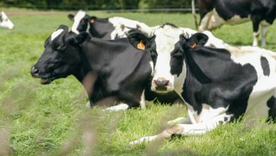 Photo of En lait biologique, la pluie et le beau temps font le résultat