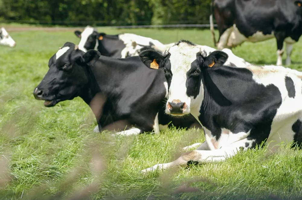 Valoriser les prairies en foin, ensilage, pâturage, établir des rotations d’assolement pour la maîtrise sanitaire des cultures et des sols nécessitent une forte technicité. - Illustration En lait biologique, la pluie et le beau temps font le résultat