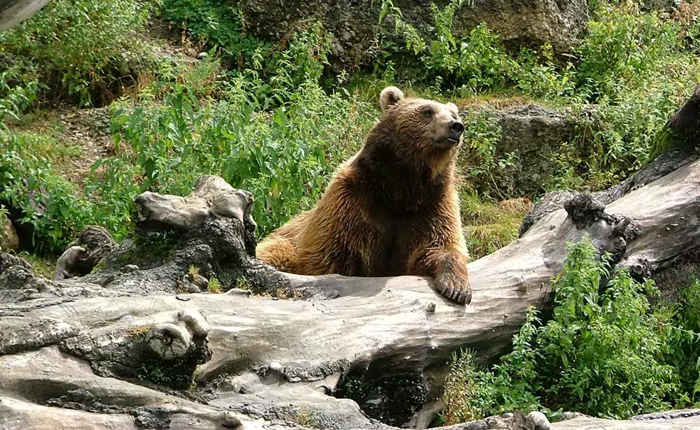  - Illustration Un premier lâcher d’ours dans le Béarn