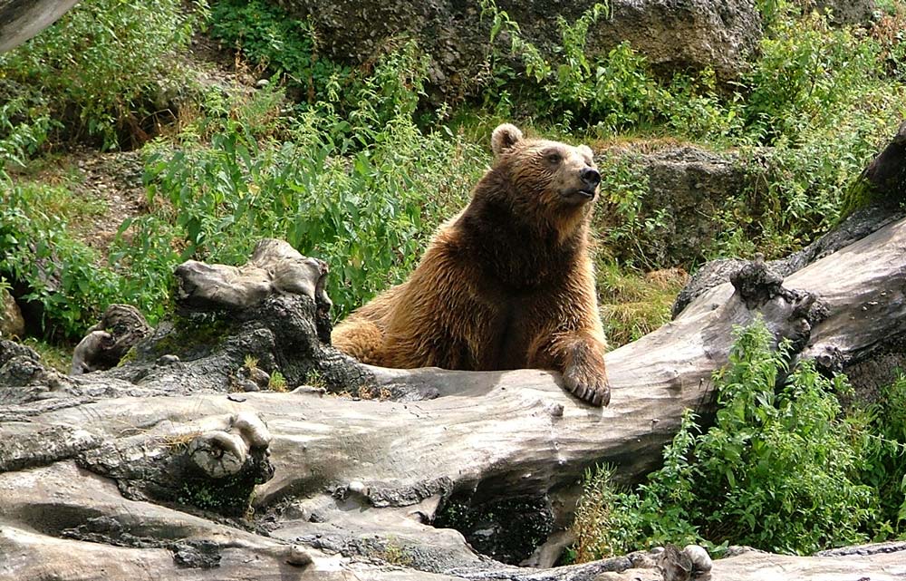 - Illustration Un premier lâcher d’ours dans le Béarn