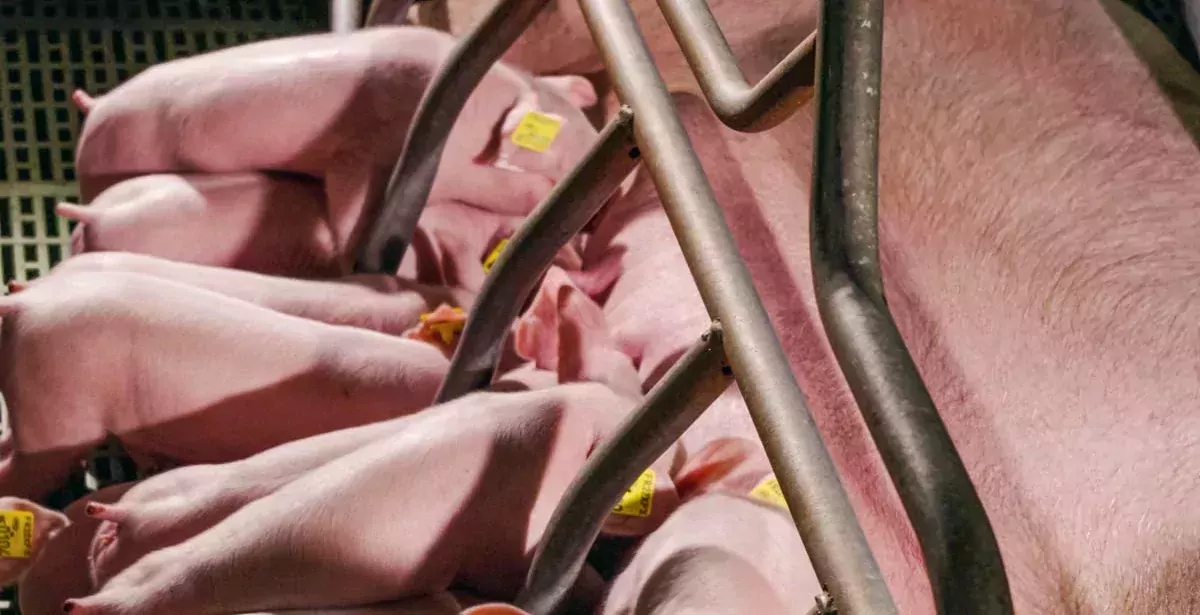 Portee-porc-truie - Illustration E. Leclerc : une rémunération des éleveurs de porcs indexée sur le coût alimentaire