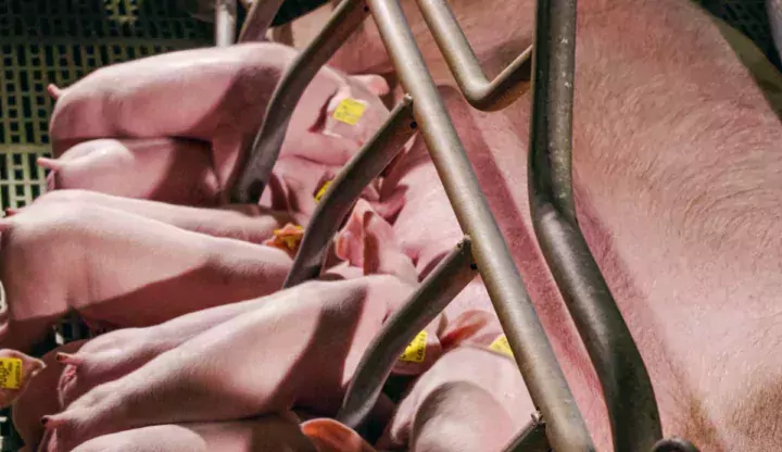 Portee-porc-truie