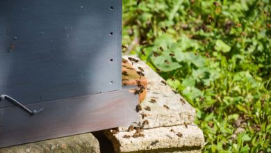 Photo of Apiculture : Pour une meilleure répartition des aides
