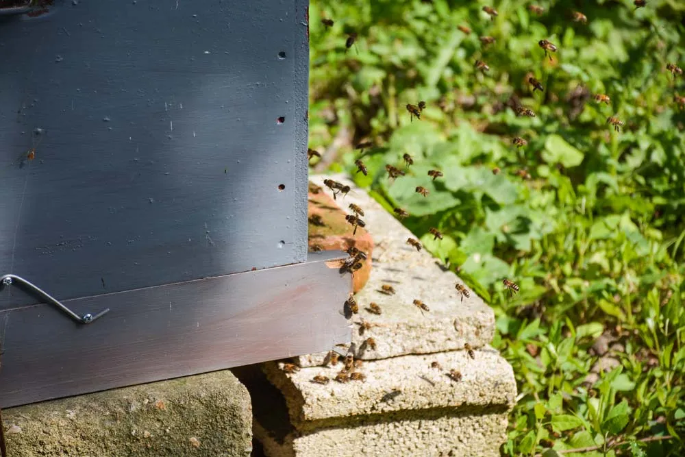 abeille-apiculture - Illustration Miel : l&rsquo;Unaf salue «une bonne année», mais déplore des mortalités «gravissimes»