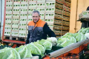 Emmanuel Le Dantec, responsable de la section chou-fleur de l’UCPT récolte des choux d’une qualité exceptionnelle, mais le prix à 0,29 €/tête ne rémunère pas les producteurs.