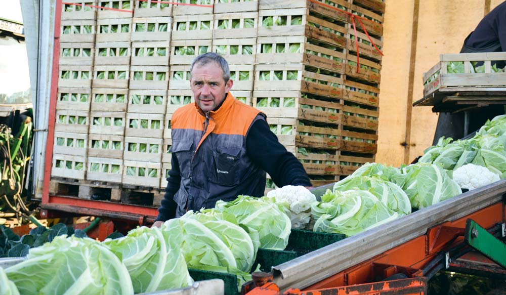 Emmanuel Le Dantec, responsable de la section chou-fleur de l’UCPT récolte des choux d’une qualité exceptionnelle, mais le prix à 0,29 €/tête ne rémunère pas les producteurs. - Illustration La saison démarre mal en chou-fleur