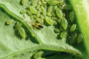 Le puceron vert en tant que vecteur de virus est le plus préjudiciable pour le colza.