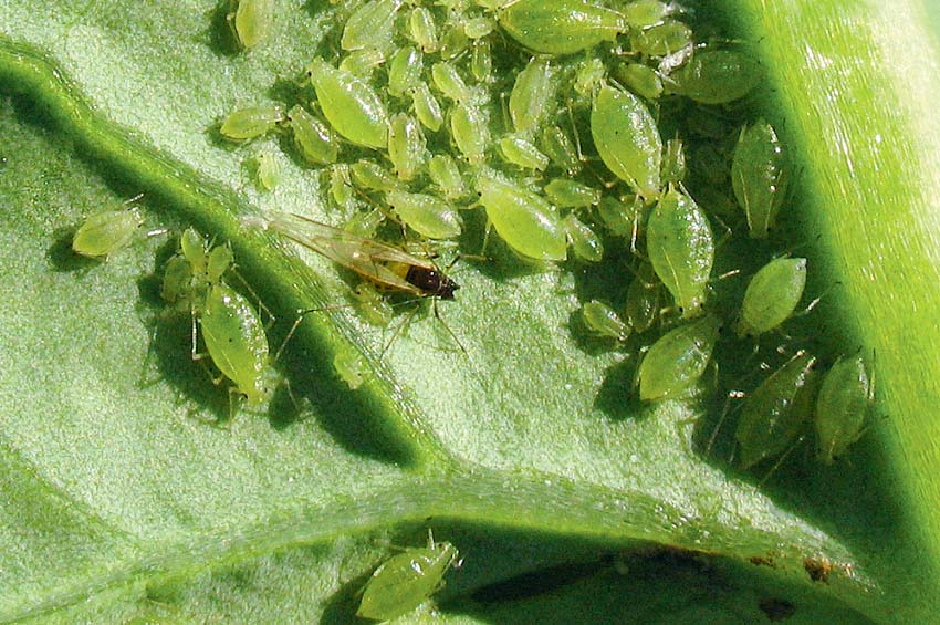 Le puceron vert en tant que vecteur de virus est le plus préjudiciable pour le colza. - Illustration Sans néonicotinoïdes, comment lutter contre les pucerons verts ?