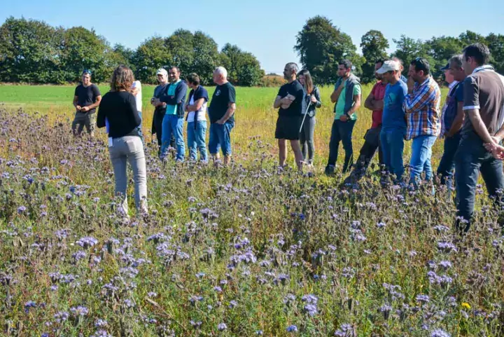 Au premier plan, la bande de phacélie semée à la moissonneuse. Photo prise début octobre lors d’une journée organisée par Nov’Agri et le syndicat de la vallée du Blavet.