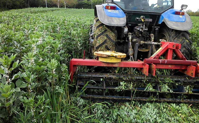 Destruction mécanique d’un couvert de féverole. - Illustration Des producteurs au diapason avec leur sol