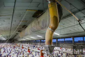 Une chaîne d’alimentation surdimensionnée et centrale distribue le mélange à base de luzerne aux dindons.