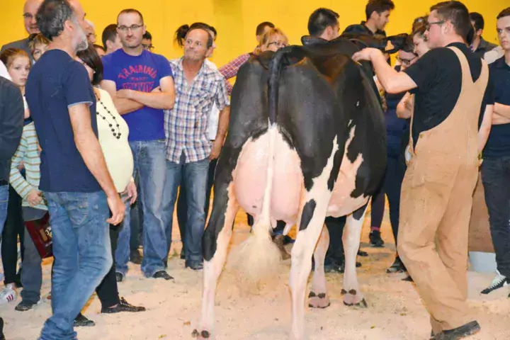 Du bon vent Jamma Camma, Grande championne du concours, a produit 8 057 kg à 40,3 et 32,2 (TA), en première lactation.