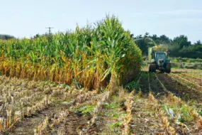 ensilage-fermage