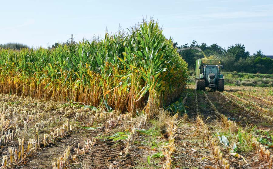 ensilage-fermage - Illustration Apport et mise à disposition du bail à une société