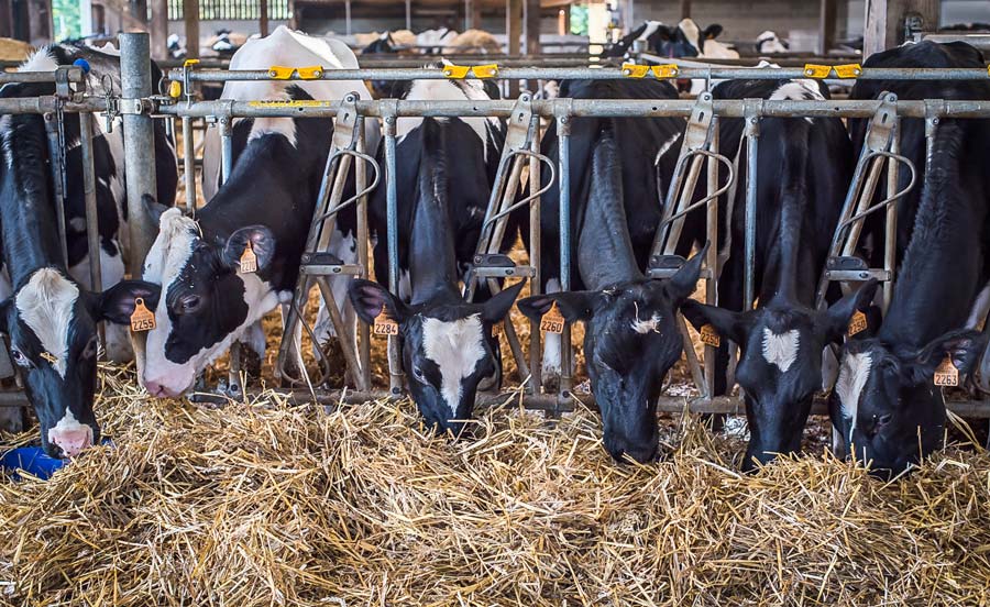 genisses-lait-prim-holstein - Illustration Un automne pour progresser sur la conduite des génisses