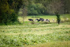 herbe-fauchee-ensilage-vaches-colza