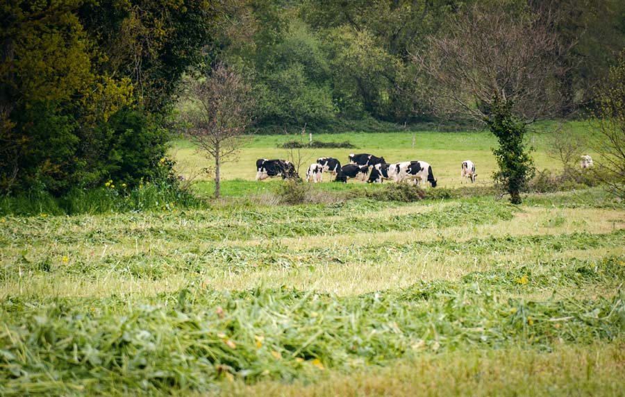 herbe-fauchee-ensilage-vaches-colza - Illustration Une pousse d’herbe de printemps en baisse