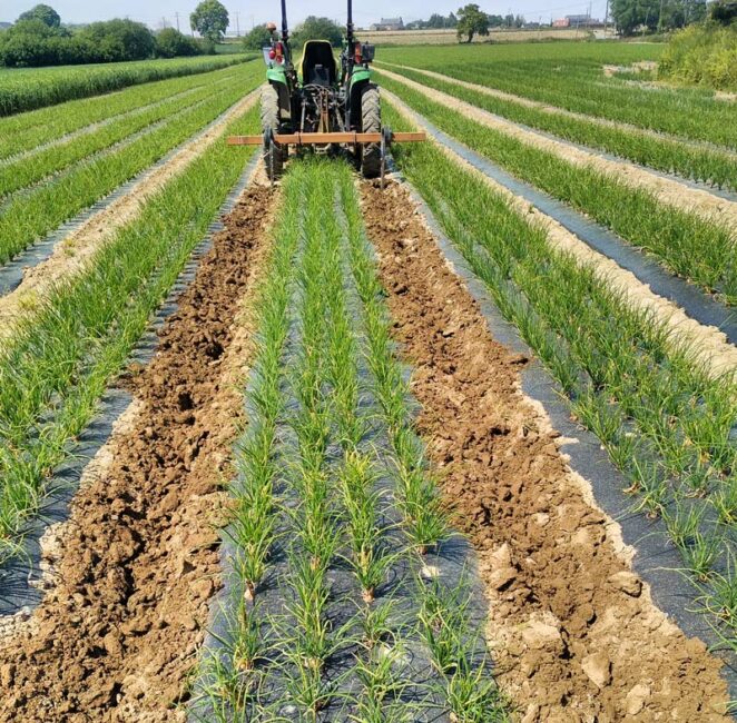 Le binage entre les planches est facile et précis grâce à l’équipement GPS installé sur le tracteur.