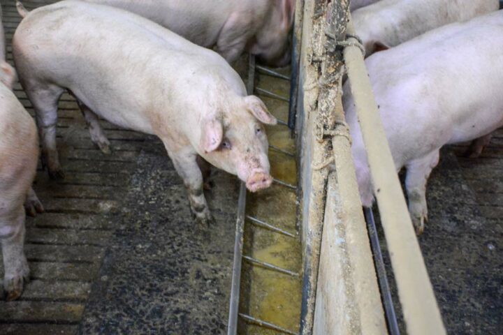 Les porcs reçoivent le mélange à base de luzerne sous forme de soupe.