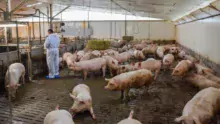 La visite de la salle d’engraissement totalisant 680 porcs charcutiers a impressionné les éleveurs bretons.