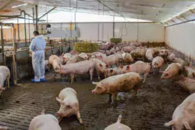 La visite de la salle d’engraissement totalisant 680 porcs charcutiers a impressionné les éleveurs bretons.