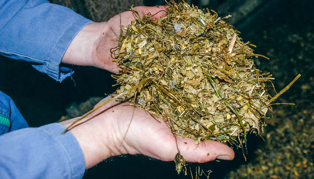 mais-ensilage - Illustration Du maïs qui fait du lait