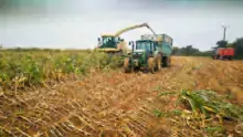 mais-verse-ensilage