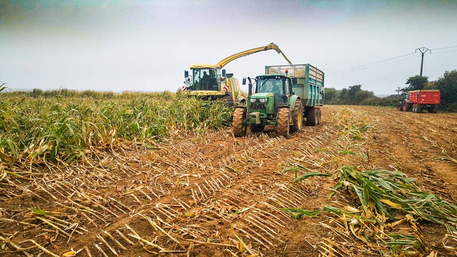 mais-verse-ensilage - Illustration Face aux maïs sensibles à la verse, les entrepreneurs montent au créneau