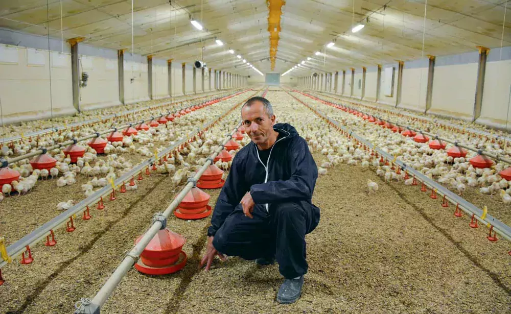 Marc Cornec, président du groupement des éleveurs Yer Breizh. - Illustration Les abattages de poulets export en progression