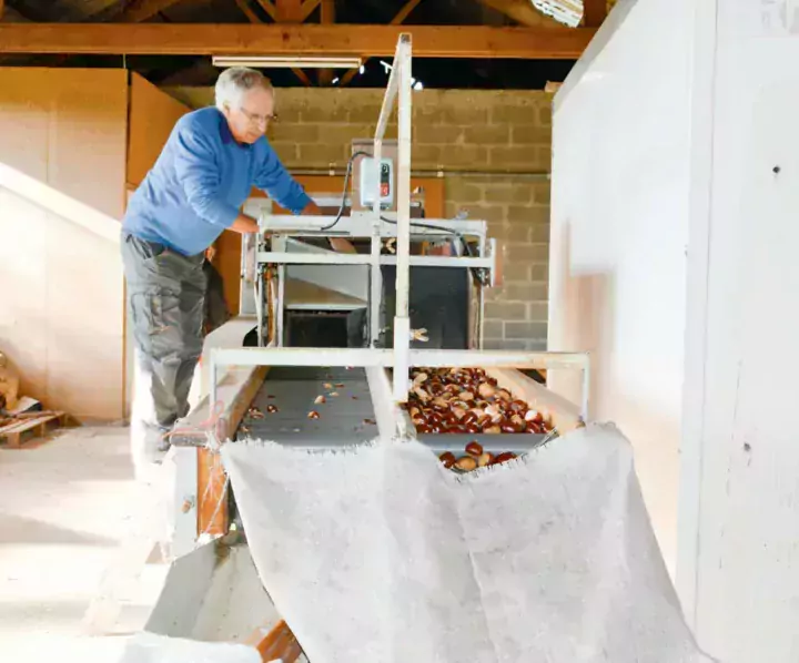 Calibrage des marrons au bâtiment appartenant au comité, à Saint-Jean-la-Poterie.