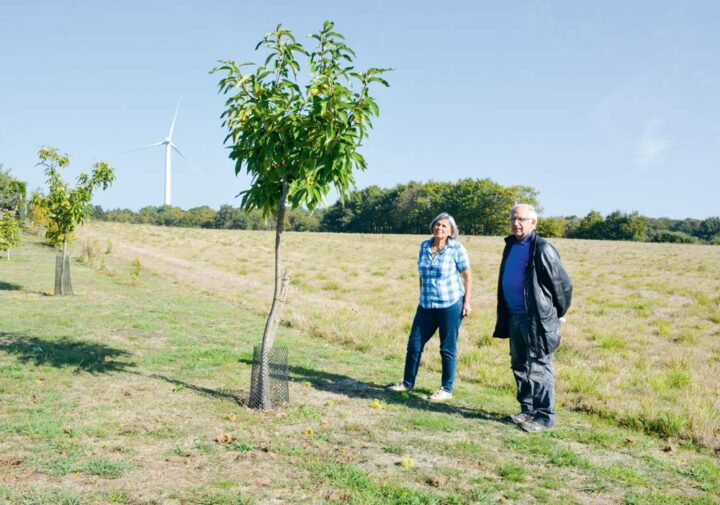 Hervé Ménager et Marie-Claire Jégouic, président et vice-présidente du Comité interprofessionnel du marron de Redon, devant un des jeunes châtaigniers plantés par cette dernière.