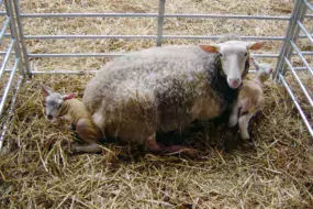 Un manque d’herbe peut entraîner une baisse du nombre d’agneaux à naître