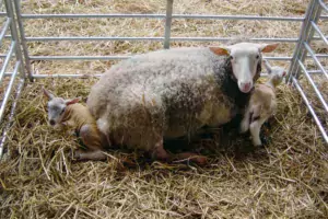 Un manque d’herbe peut entraîner une baisse du nombre d’agneaux à naître