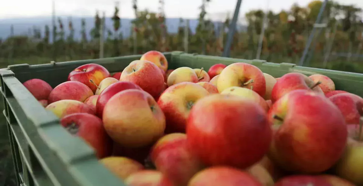 pomme-cidre - Illustration Sécheresse : baisse plus importante que prévu de la production française de pommes