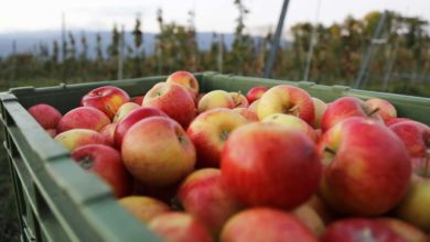 Photo of Sécheresse : baisse plus importante que prévu de la production française de pommes
