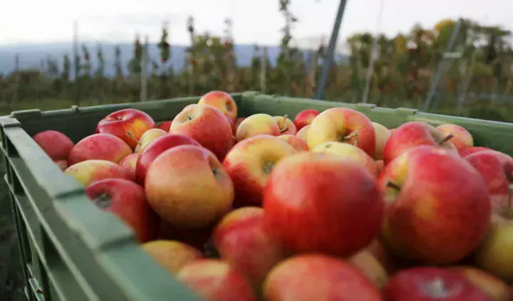 pomme-cidre
