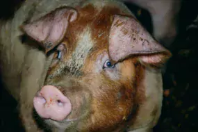 La viande de porc polonaise ne devrait pas innonder le monde européen à court ou moyen terme.