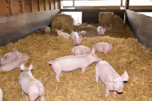 Cinq éleveurs sont engagés dans la démarche Le Porc Authentique, élevé sur paille (photo archives). Ils livrent dans 35 boucheries charcuterie des Côtes d'Armor. Le réseau Cohérence, qui assure le respect du cahier des charges, cherche des producteurs sur le Morbihan.