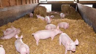 Photo of Porc : Élevés sur paille, vendus en charcuteries