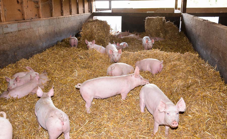 Cinq éleveurs sont engagés dans la démarche Le Porc Authentique, élevé sur paille (photo archives). Ils livrent dans 35 boucheries charcuterie des Côtes d'Armor. Le réseau Cohérence, qui assure le respect du cahier des charges, cherche des producteurs sur le Morbihan. - Illustration Porc : Élevés sur paille, vendus en charcuteries