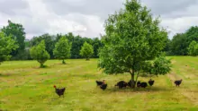 Les mises en place de poulets fermiers noirs ont augmenté de 5 % en 2017.