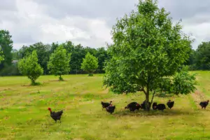 Les mises en place de poulets fermiers noirs ont augmenté de 5 % en 2017.