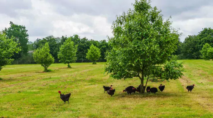 Les mises en place de poulets fermiers noirs ont augmenté de 5 % en 2017.