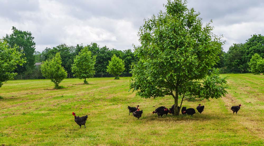 Les mises en place de poulets fermiers noirs ont augmenté de 5 % en 2017. - Illustration Les productions des Fermiers d’Argoat progressent